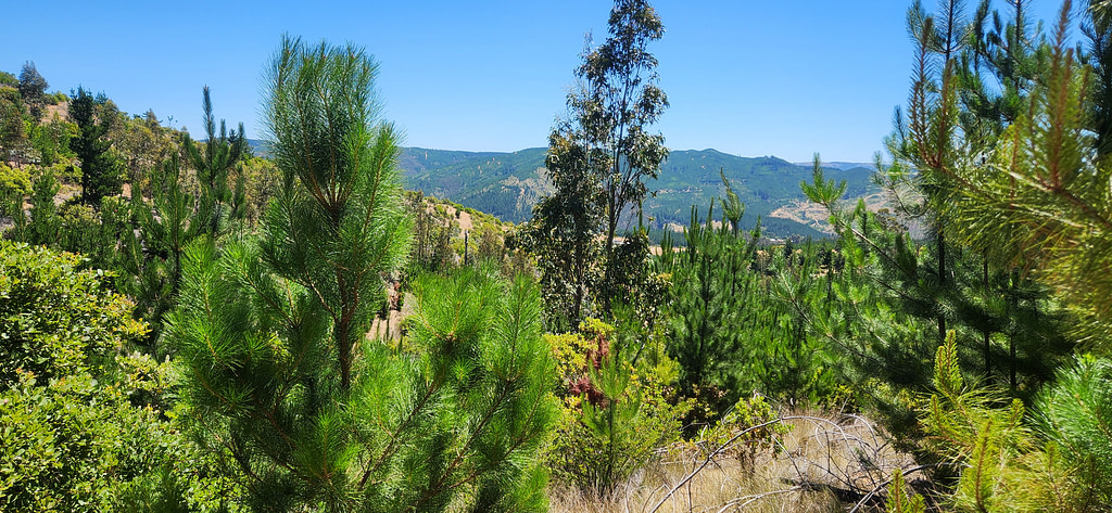 Parcelas en Cauquenes